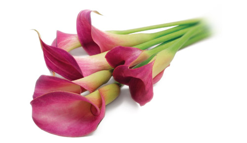 tulips image