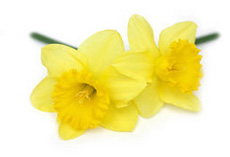 daffodil flower
