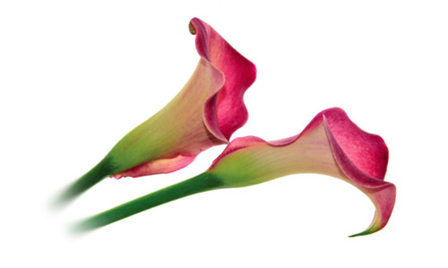 tulips image
