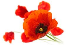 poppy flower
