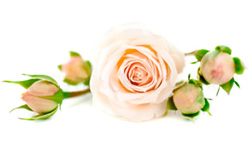 rose flower